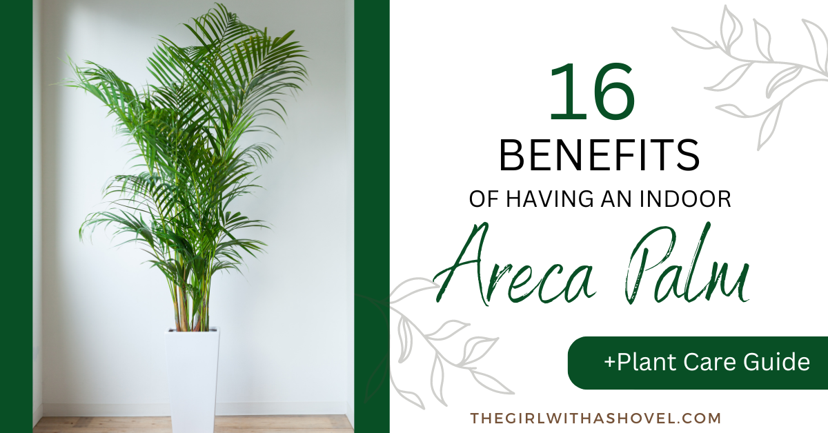 Areca Palm Benefits: Unveiling the Health-Promoting and Air-Purifying Plant