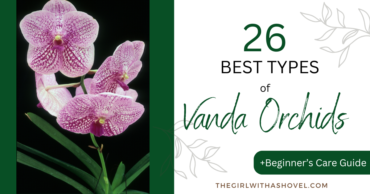 26 Best Types of Vanda Orchids + Beginner’s Care Guide