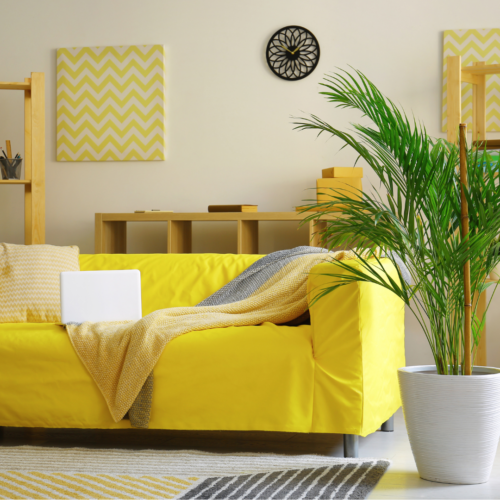 A living room with an areca palm placed next to a yellow couch