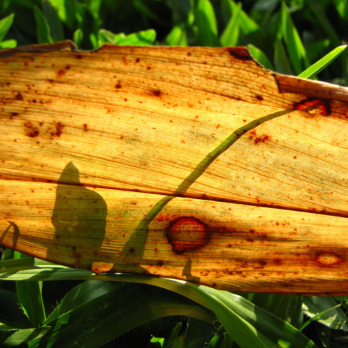 An areca palm leaf that has yellowed with some brown spotting