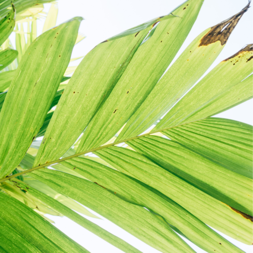 An Areca Palm with browning tips