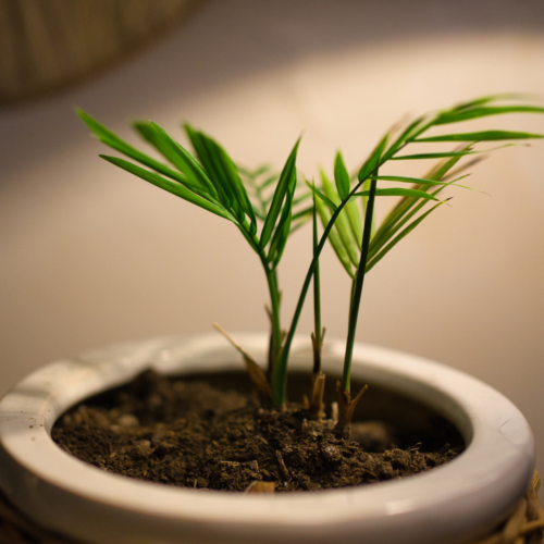 Areca palm recieving light