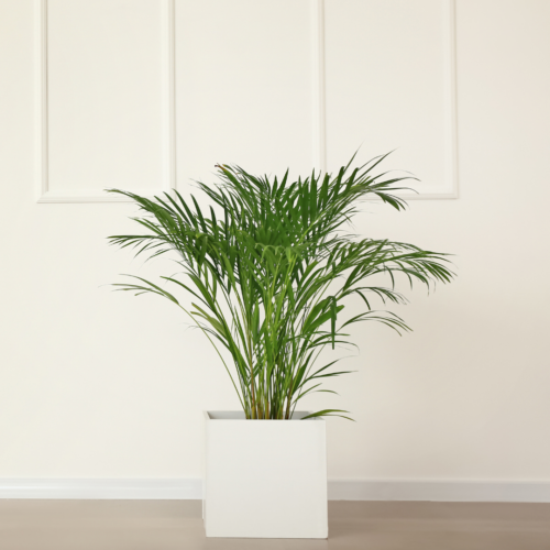 An areca palm in a white pot