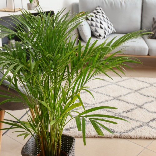 An areca palm in a living room setting