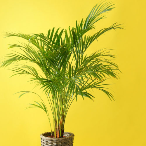 An areca palm against a yellow backdrop