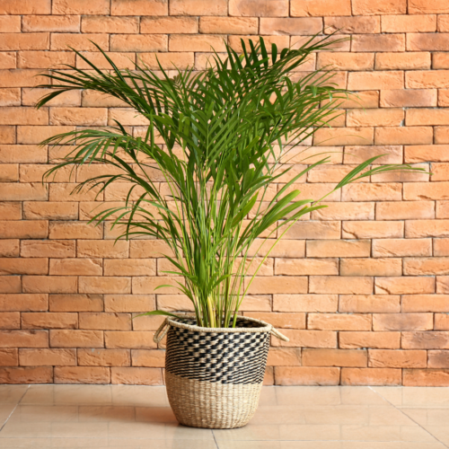 an areca palm next to a brick wall in a wicker basket