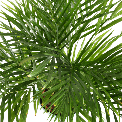 an overhead picture of an areca palm