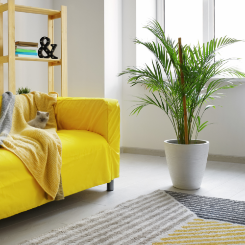 An areca plant in a living room corner with a couch and rug