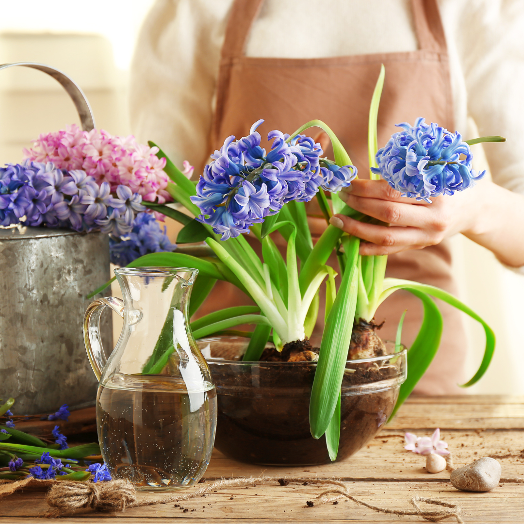 someone tending to pink and blue hyacinths with water and a large bowl