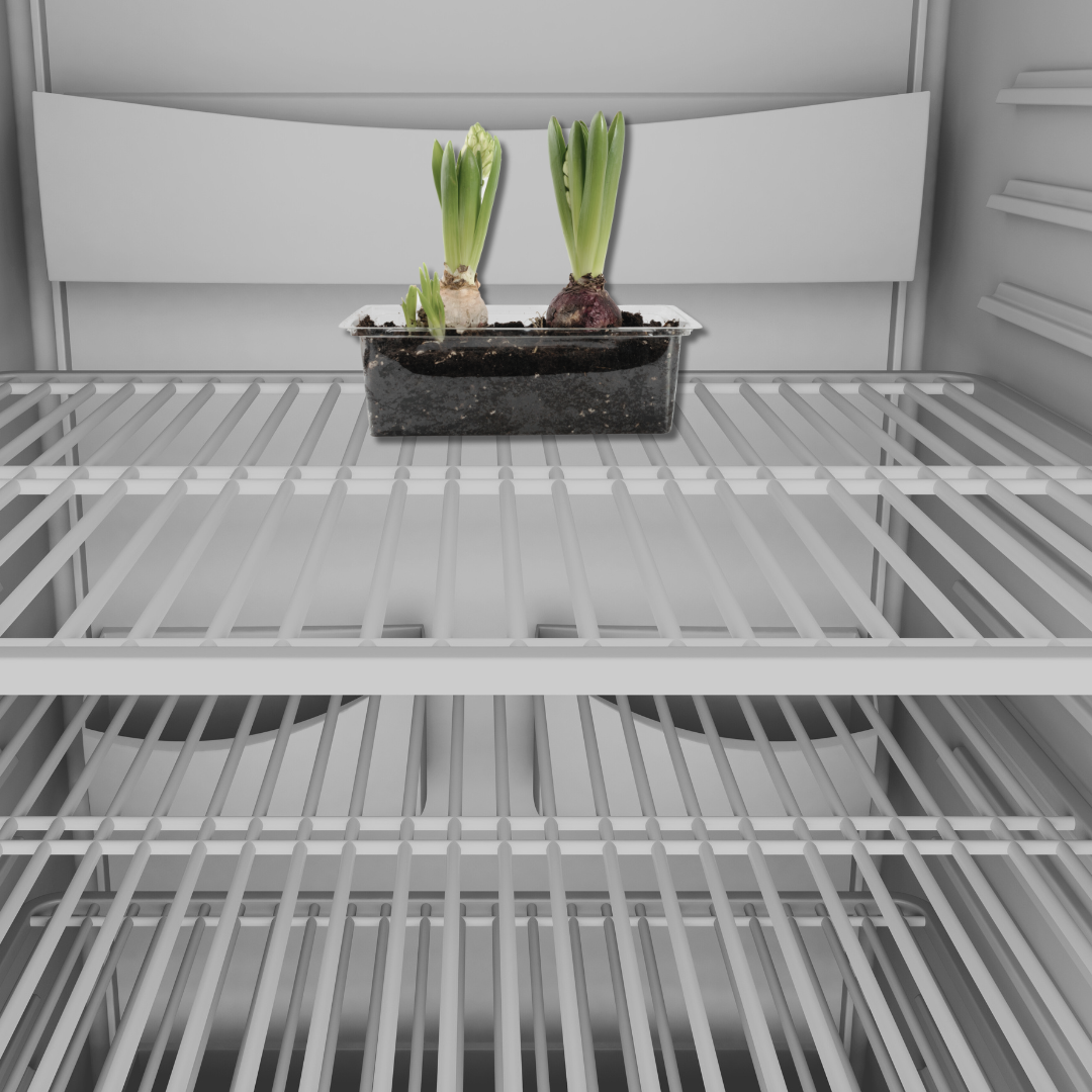 a pair of hyacinths being placed in the fridge