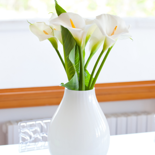 Calla Lily in a vase by a window sill