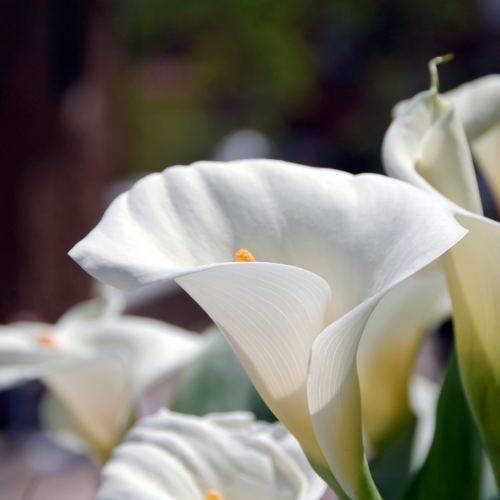 Calla lily in the sun