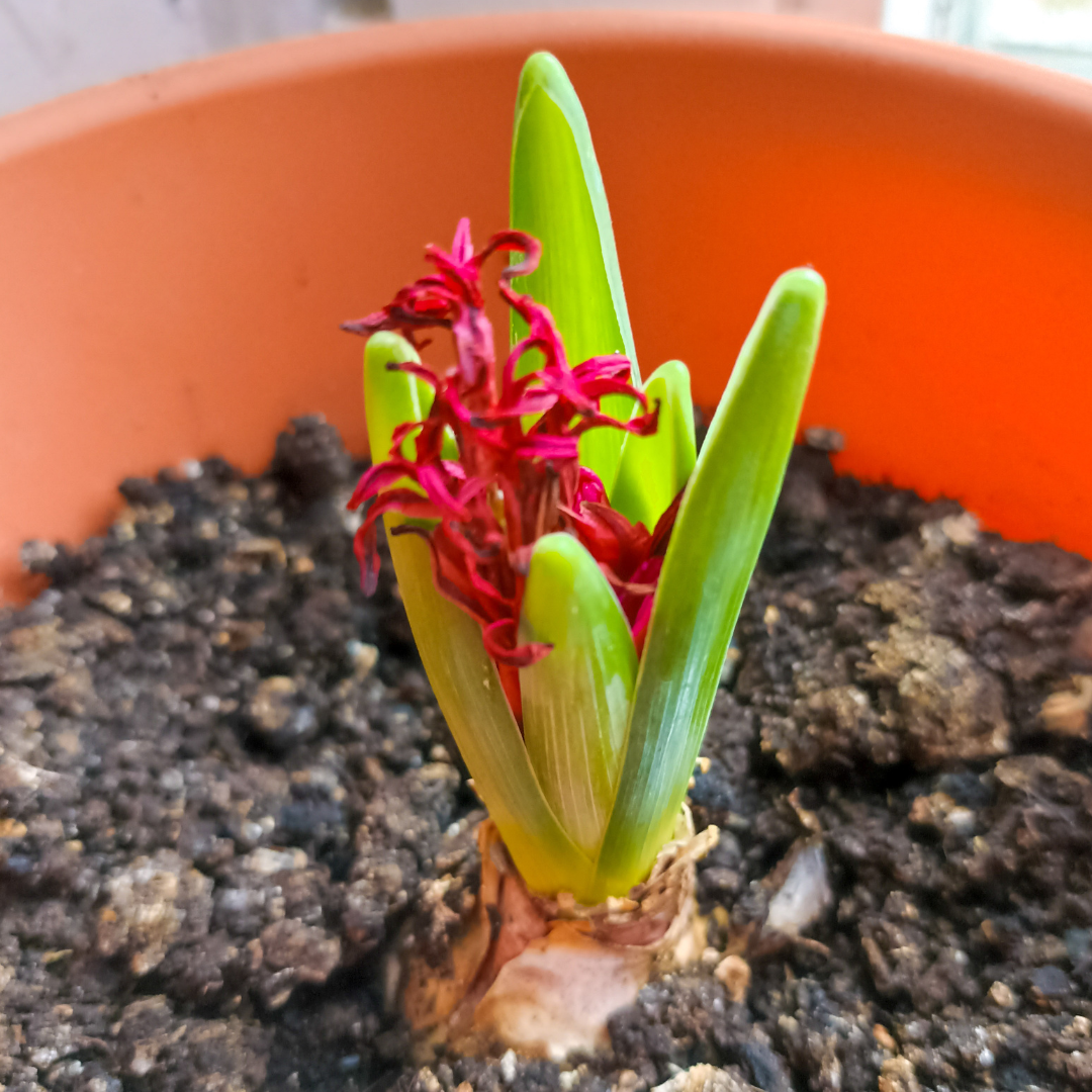 a hyacinth sprouting in a pot in dirt