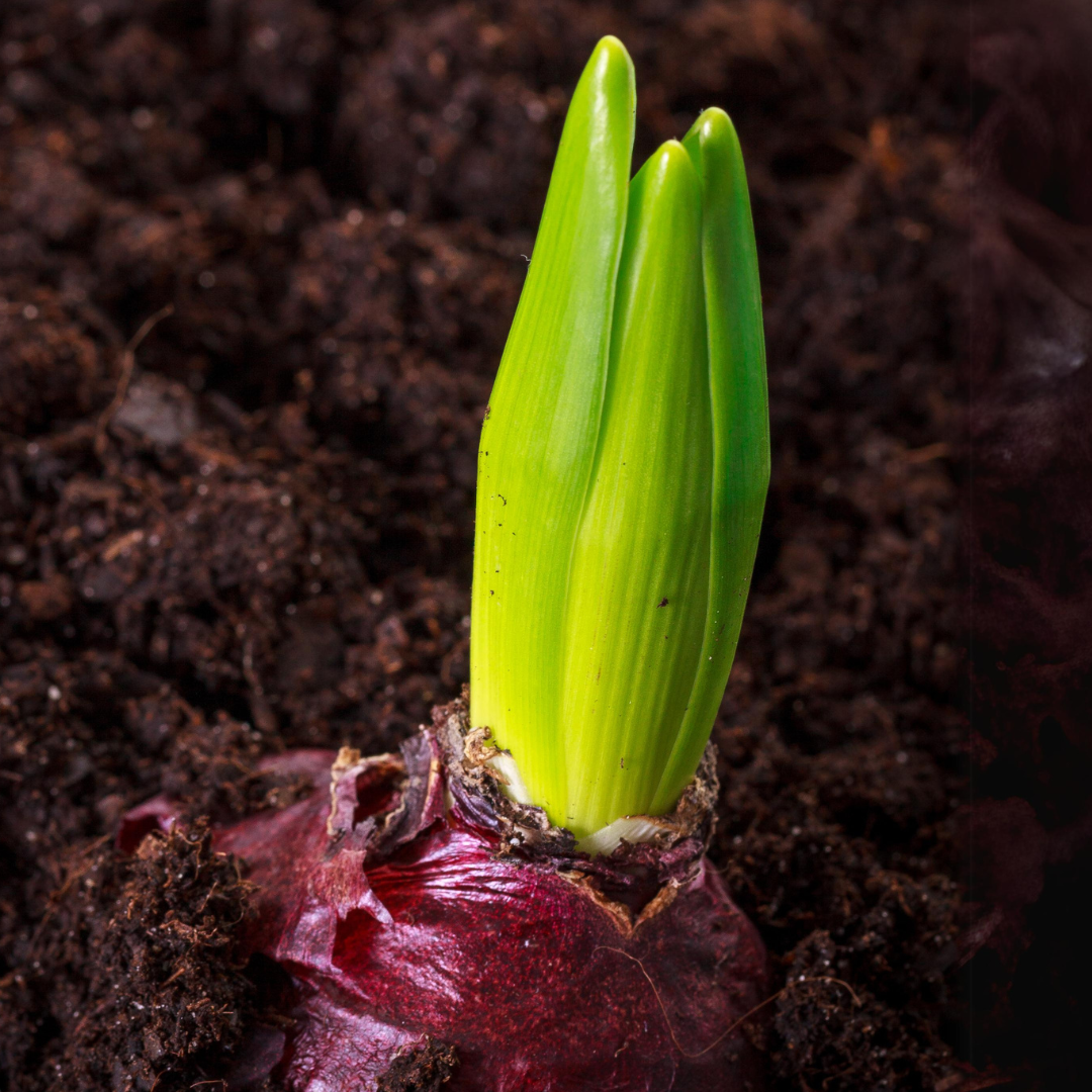 A hyacinth sprouting in the dirt