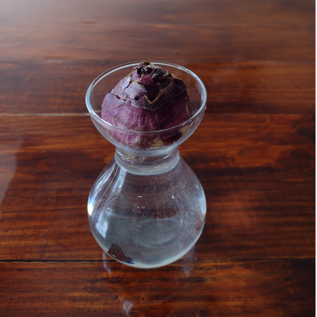 hyacinth bulb in a small vase with water