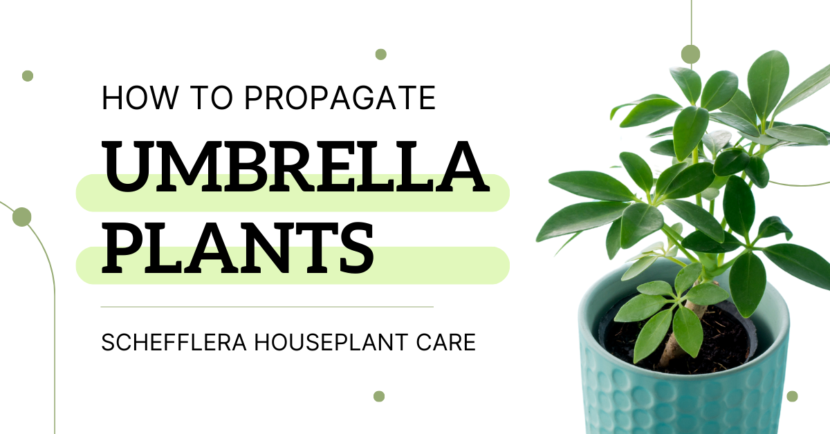 small umbrella plant with the title How to Propagate Umbrella Plants