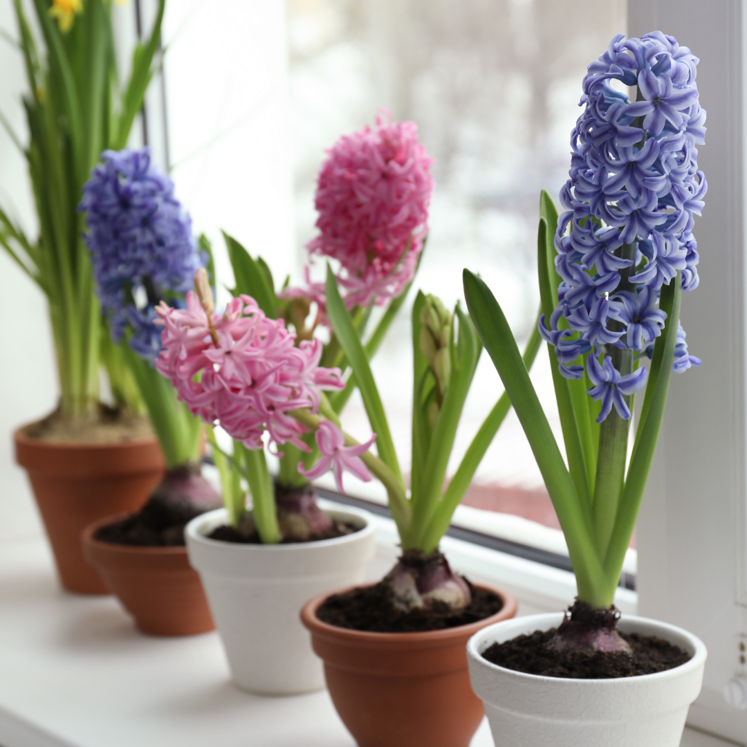 five hyacinths on a window sill blooming pink and blue