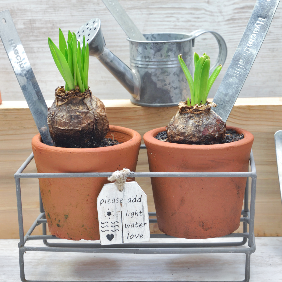 A pair of hyacinths in pots with a water can and a tag stating to please add light water and love.