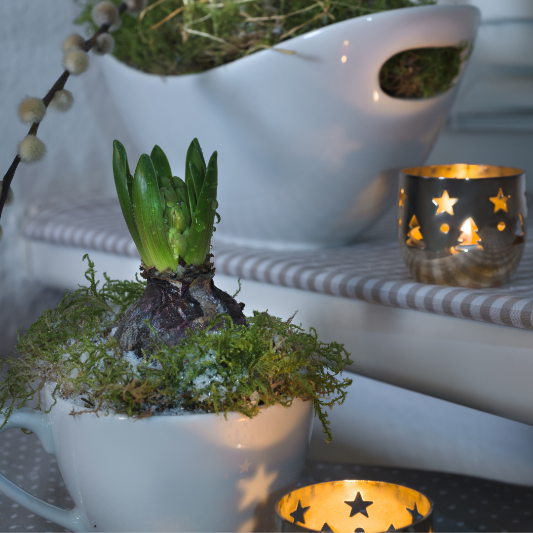 Growing Hyacinths starting to sprout in low light on a shelf