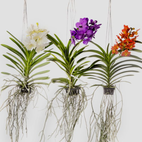 three vandas in hanging pots