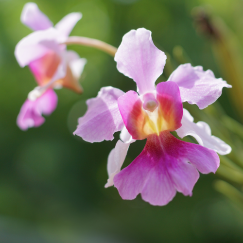 picture of vanda miss joaquim and it's blend of yellow to pink