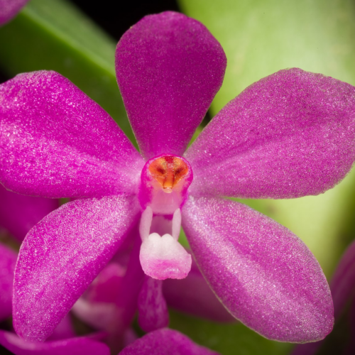 a close up shot of a vanda ampullacea