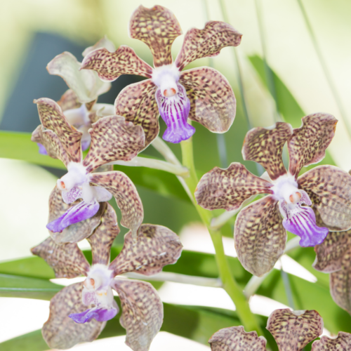 A few vanda bensonii together