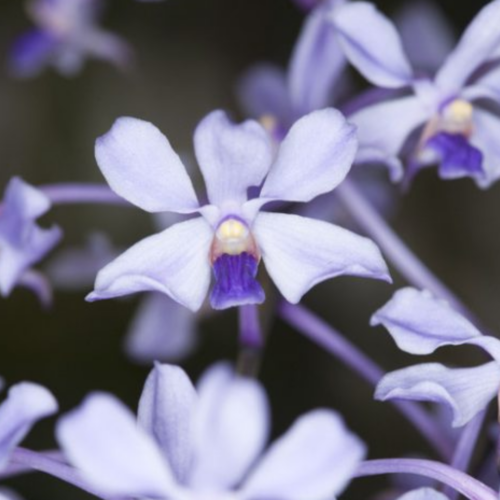 A cluster of vanda coerulescens