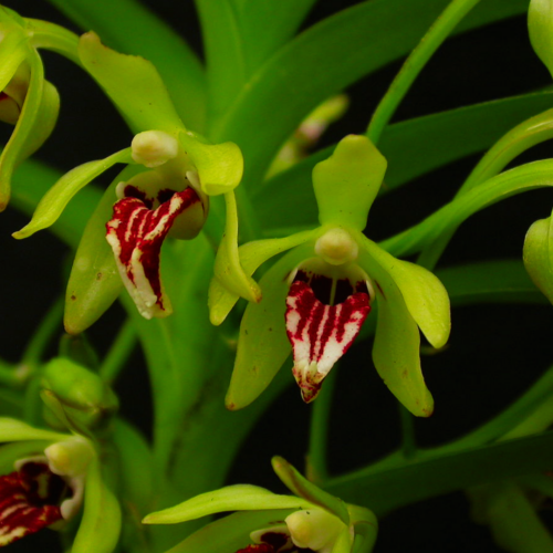 two vanda cristata with their many shades of yellow green and red