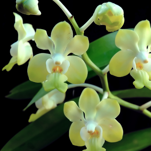 A bunch of yellow vanda dearei