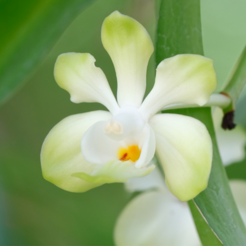 A singular vanda densioniana