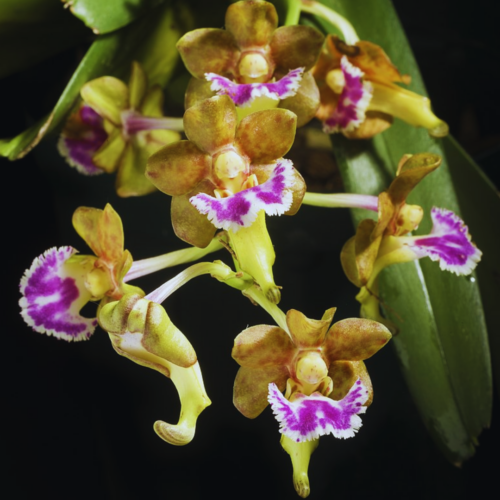 a cluster of Vanda Flabellata