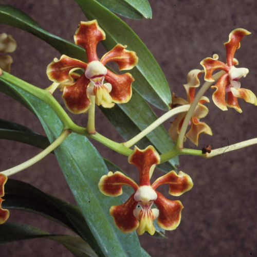 an few Vanda hindsii with grow and yellow