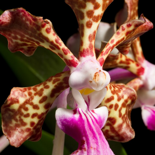 Vanda insignis close up picture