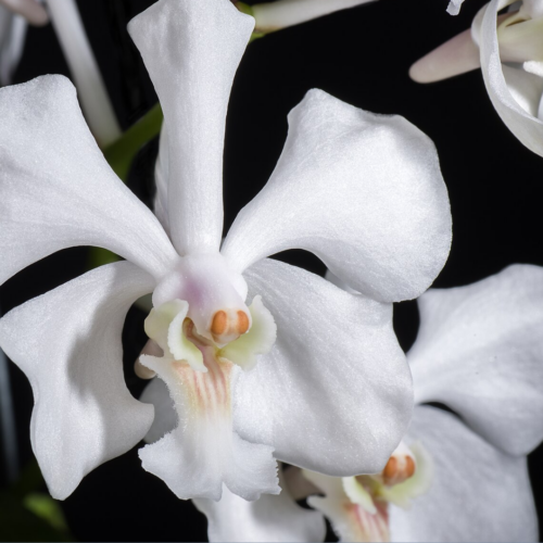 a couple of White Vanda Javiera 