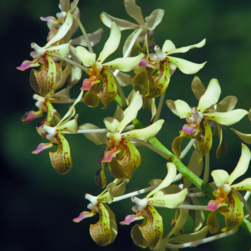 a cluster of vanda lamellatas