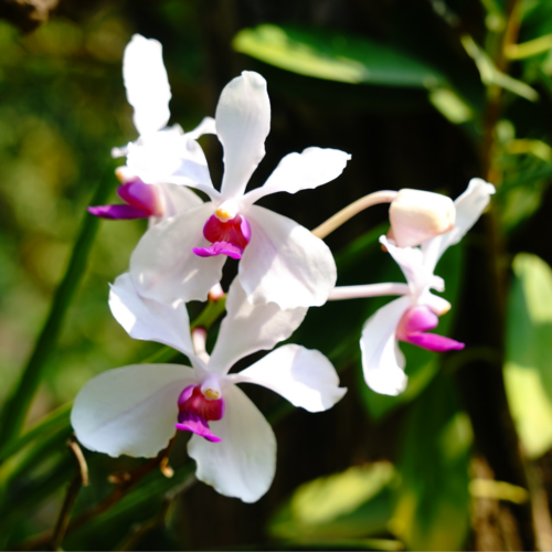 A vanda lilacina with a focus of the white and purple