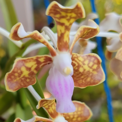 A brown speckled vanda limbata