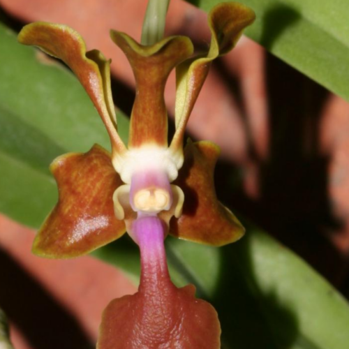 Close up of a brown hue vanda liouvillei