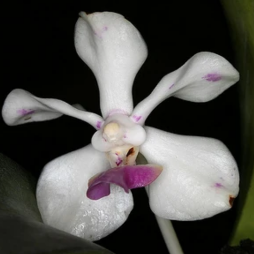 A singular vanda luzonica 