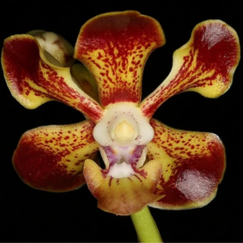 A close up picture of a vanda merrilli