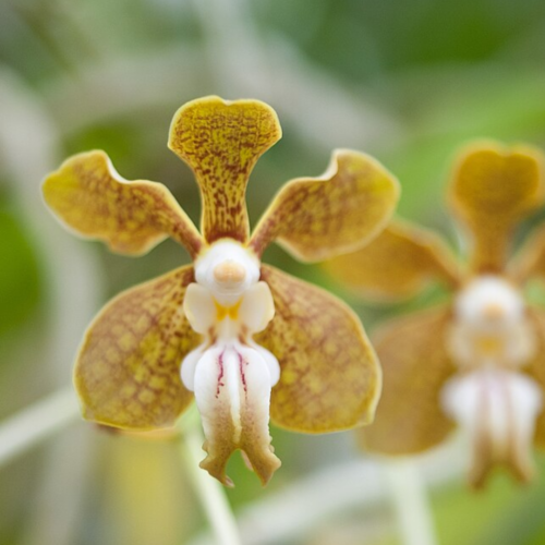 A Vanda Motesiana and its brown and yellow hues