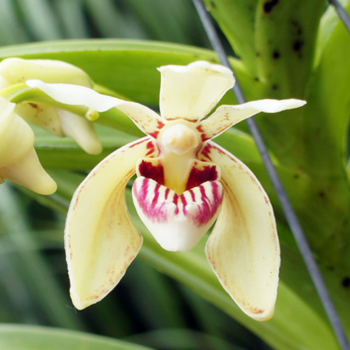 A singular vanda pumila close up 