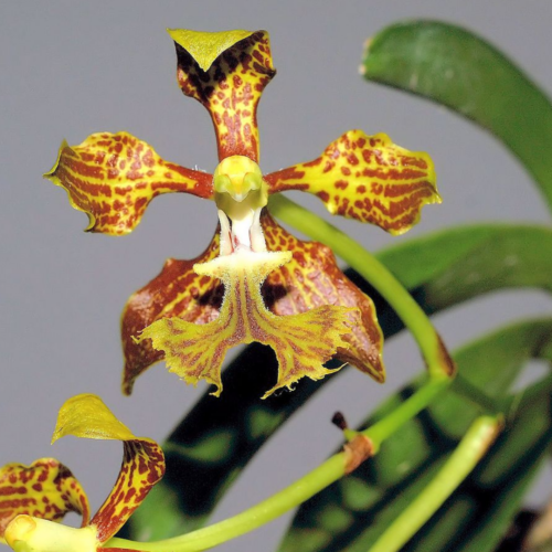 A singular Vanda Roeblindiana 