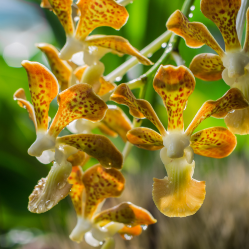 a cluster of vanda stangeanas