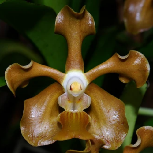 A vanda subconcolor with the focus on its brown hue