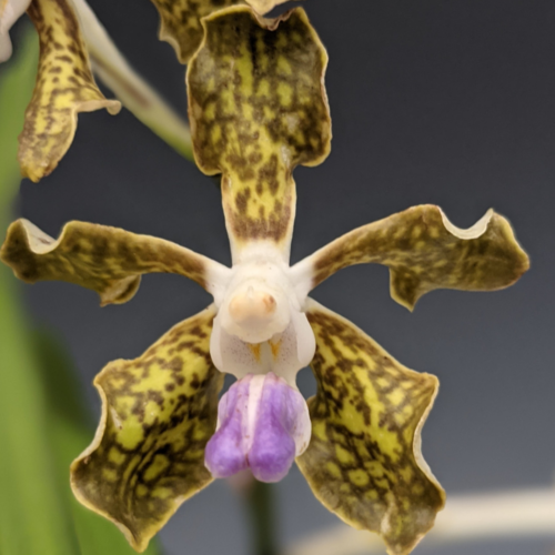 a singular photo of a vanda tessellata