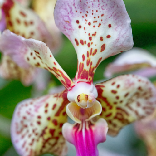 A singular vanda tricolor