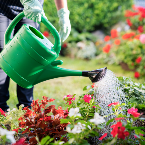 a green watering can watering a bunch of vandas