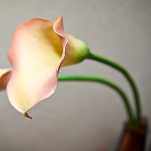 A drooping calla lily